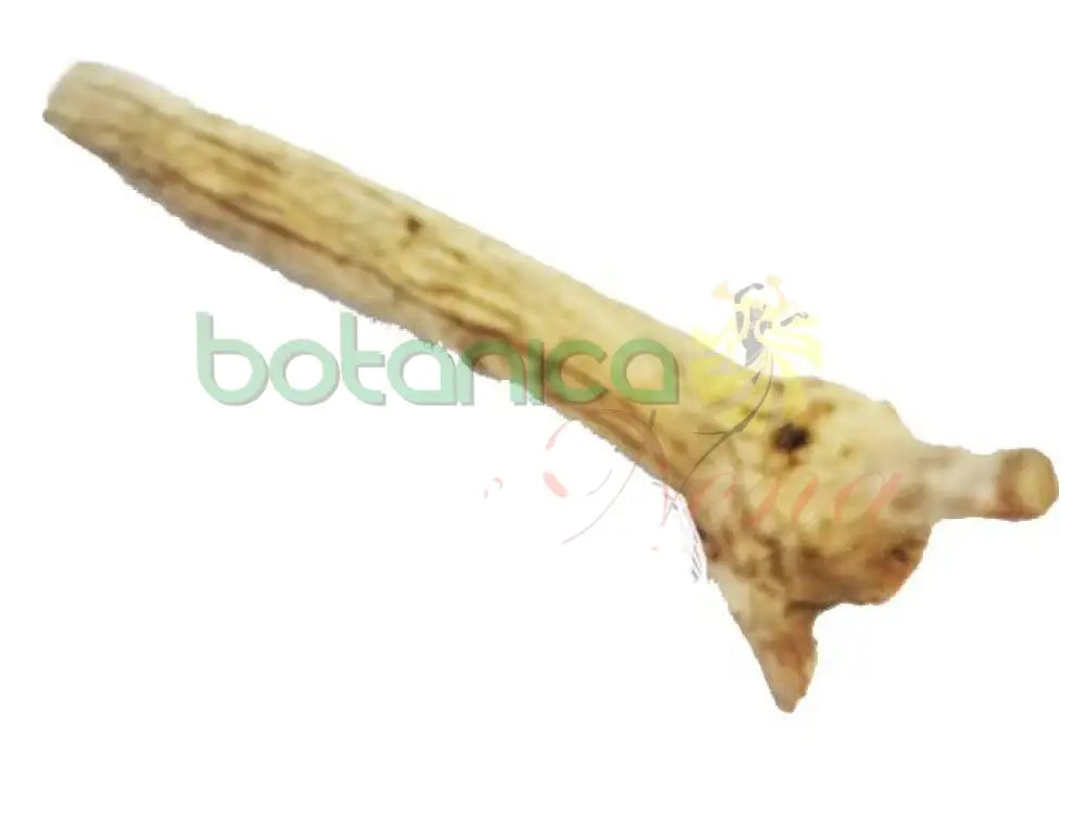 Palo Union de Matrimonio 5" - 6" Aprox. - Botanica Nena