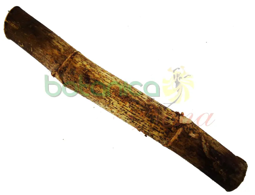 Palo Yagruma 5" - 6" Aprox. - Botanica Nena