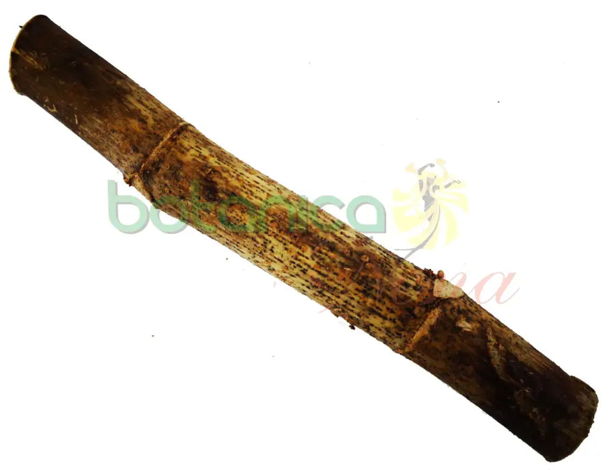 Palo Yagruma 5" - 6" Aprox. - Botanica Nena