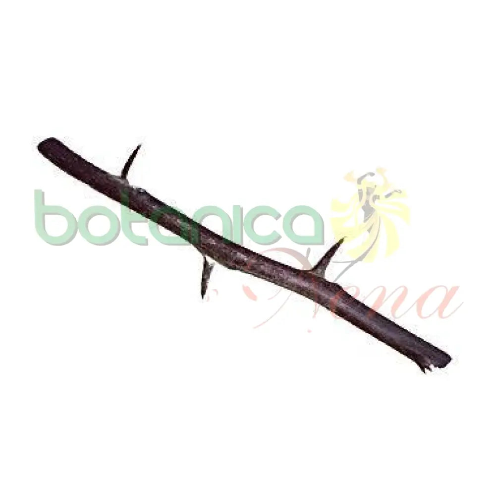 Palo Zarza 5" - 6" Aprox. - Botanica Nena