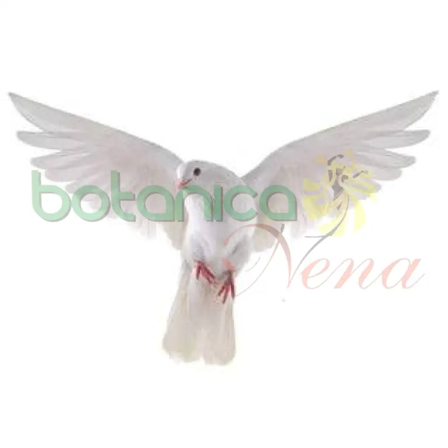 PALOMA BLANCA - Botanica Nena