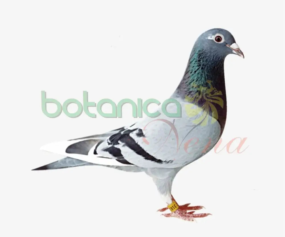 PALOMA DE COLOR - Botanica Nena