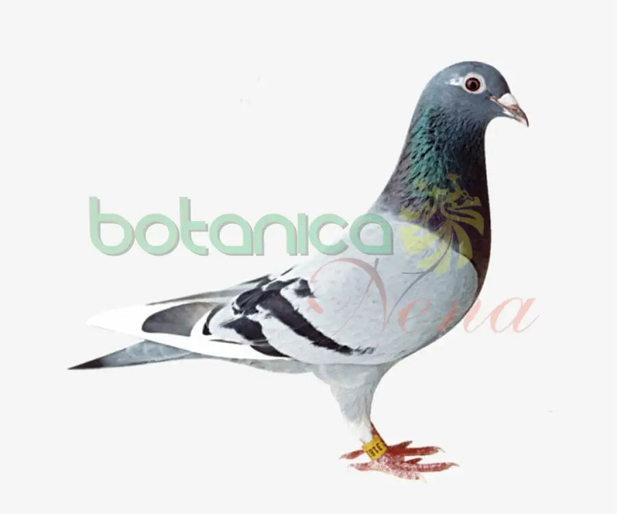 PALOMA DE COLOR - Botanica Nena