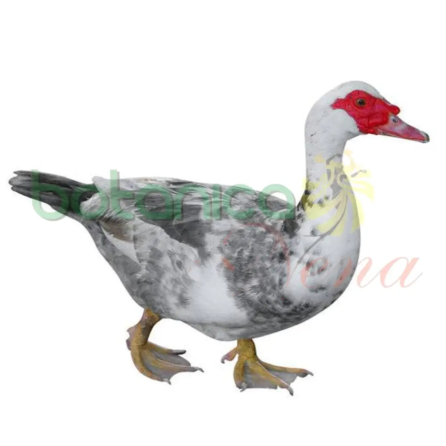 PATO - Botanica Nena