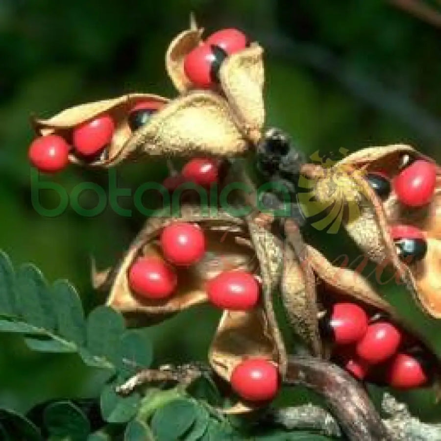 Fresh Peony (Peonia – Wereyeye) - Botanica Nena
