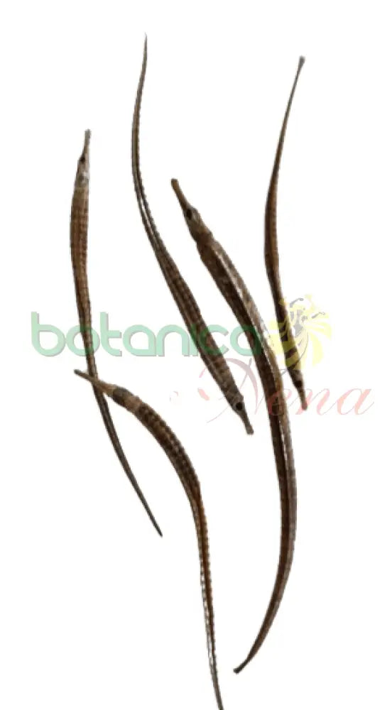 Pez Aguja - Botanica Nena