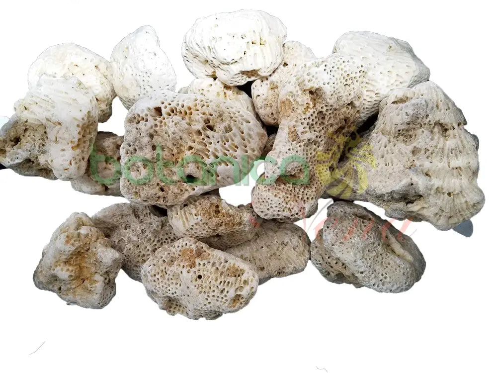 Piedra (1 Pieza) Coral Cerebro para San Lazaro, Nanu, Nana Buruku, Eshu-Afra grande - Botanica Nena