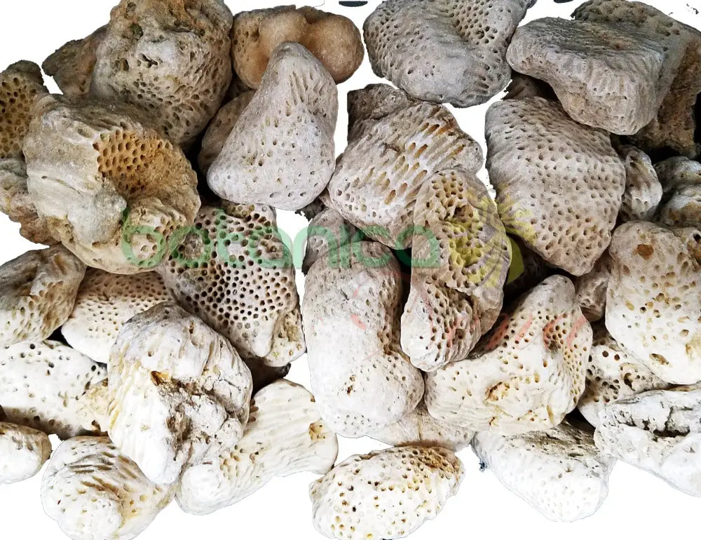 Piedra Coral (otanes) para Santo Mediana 3’’ a 3.9’’