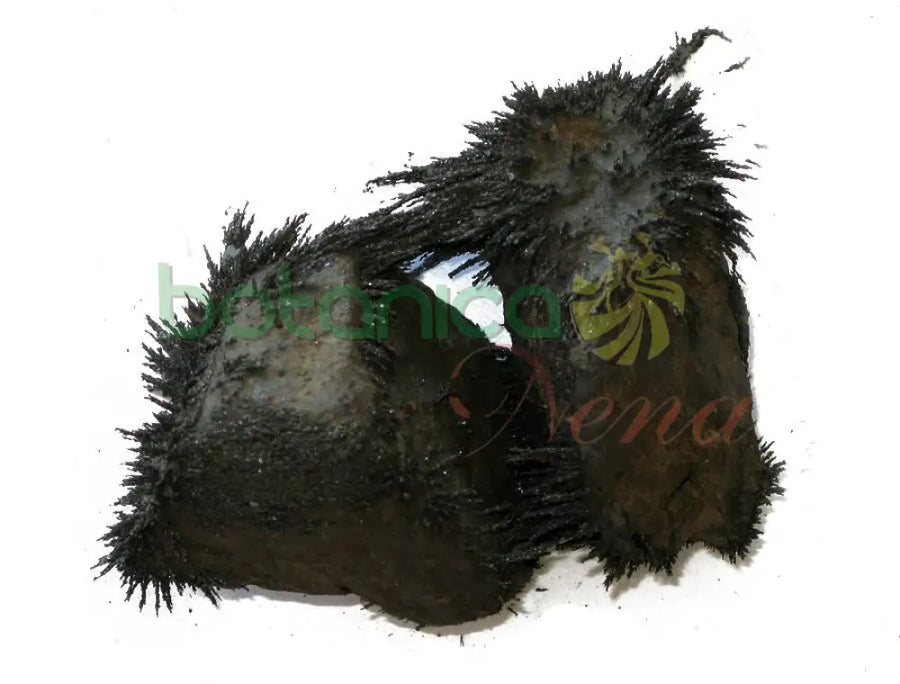 Piedra de Iman Natural (1 pieza) - Botanica Nena