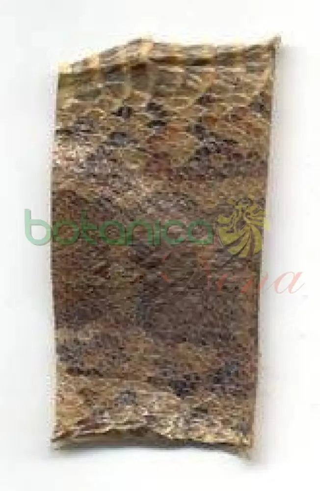 Piel De Culebra - Maja 5" - 6" Aprox. - Botanica Nena