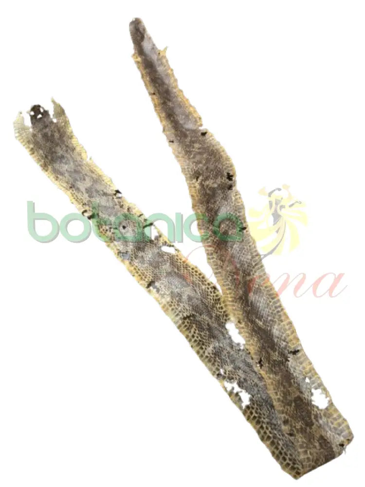 Piel de Serpiente / Culebra (Maja) 45’’H x 2.5’’W Aprox