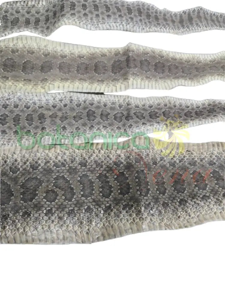 Piel de Serpiente / Culebra (Maja)