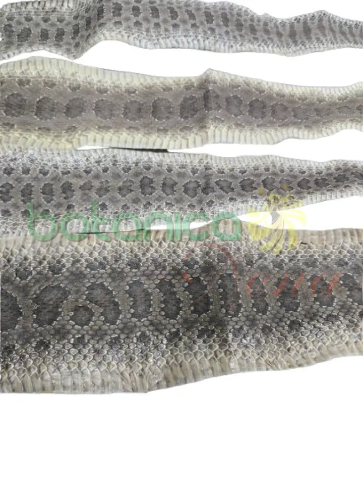 Piel de Serpiente / Culebra (Maja)