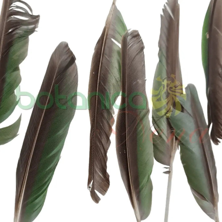 Pluma de Cotorra (unidad) - Botanica Nena