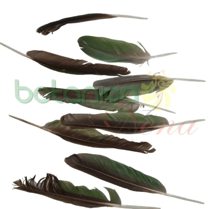 Pluma de Cotorra (unidad) - Botanica Nena