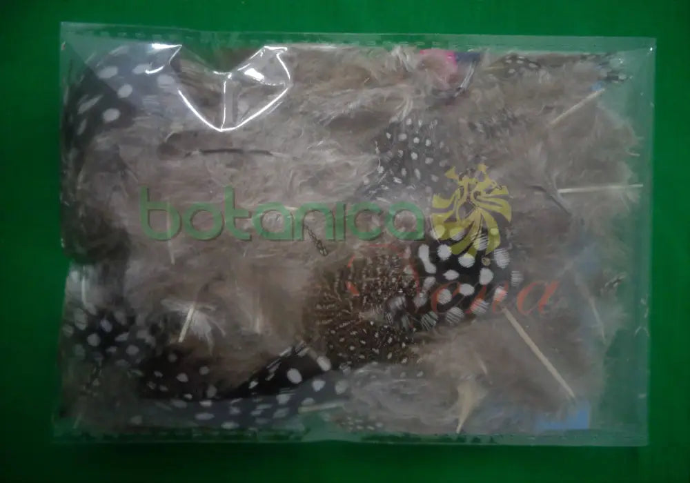 Pluma de Guinea (unidad) - Botanica Nena
