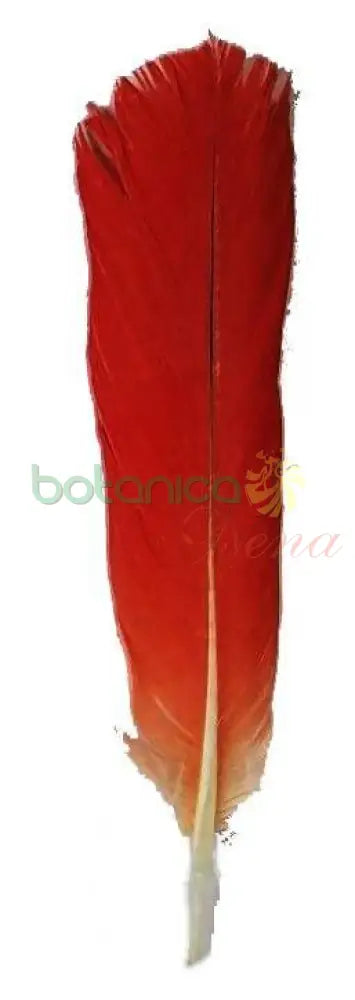 Pluma de Loro Africano (Cola) Original - 1 pieza - Botanica Nena