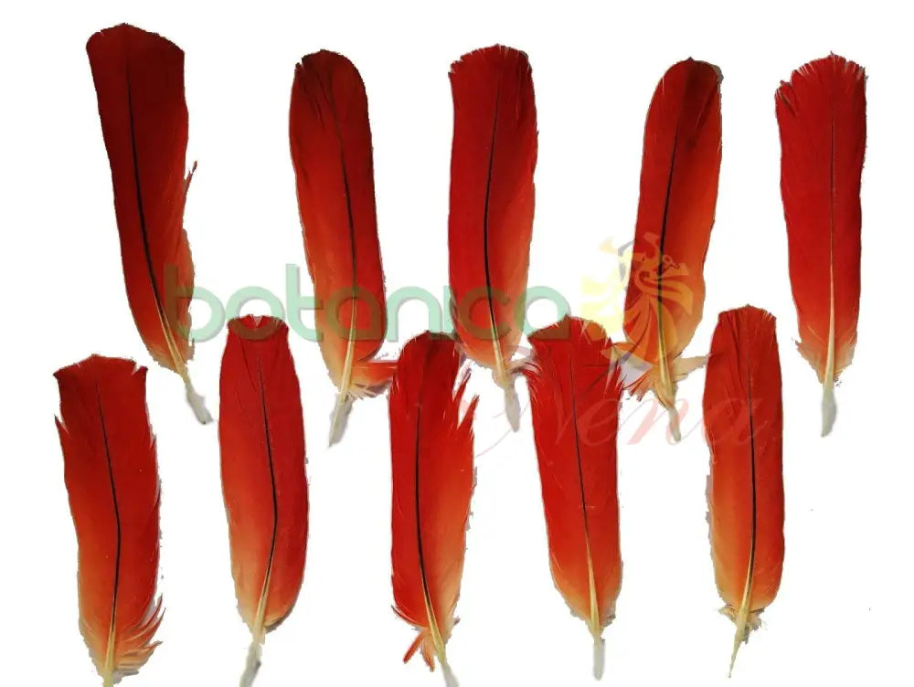 Pluma de Loro Africano (Cola) Original - 10 piezas - Botanica Nena