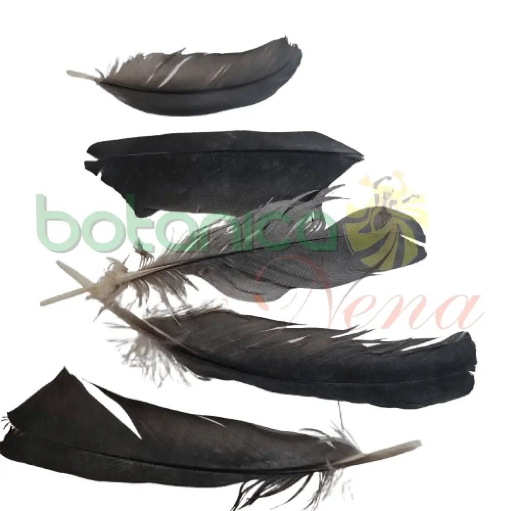 Pluma de Paloma (unidad) - Botanica Nena