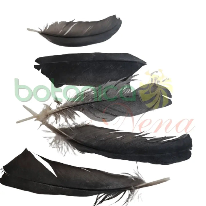 Pluma de Paloma (unidad) - Botanica Nena