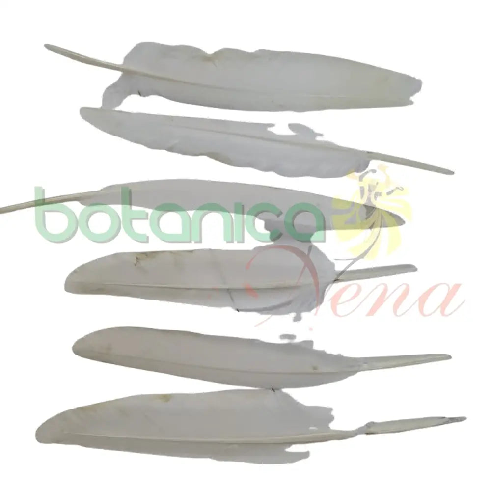 Pluma de Paloma (unidad) - Botanica Nena