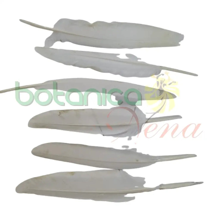 Pluma de Paloma (unidad) - Botanica Nena