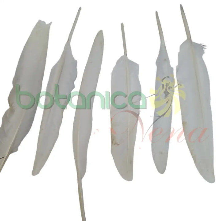 Pluma de Paloma (unidad) - Botanica Nena