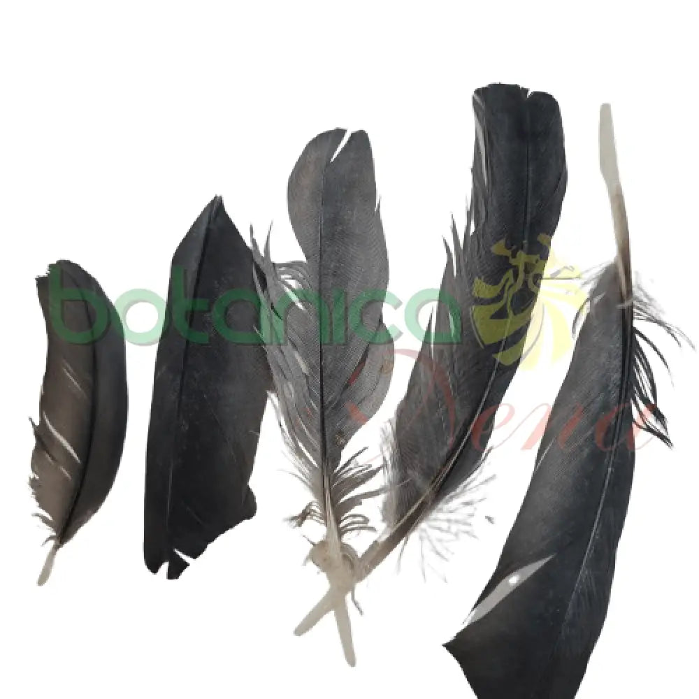 Pluma de Paloma (unidad) - Botanica Nena