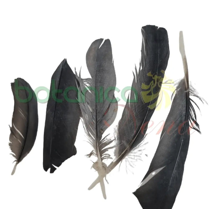 Pluma de Paloma (unidad) - Botanica Nena