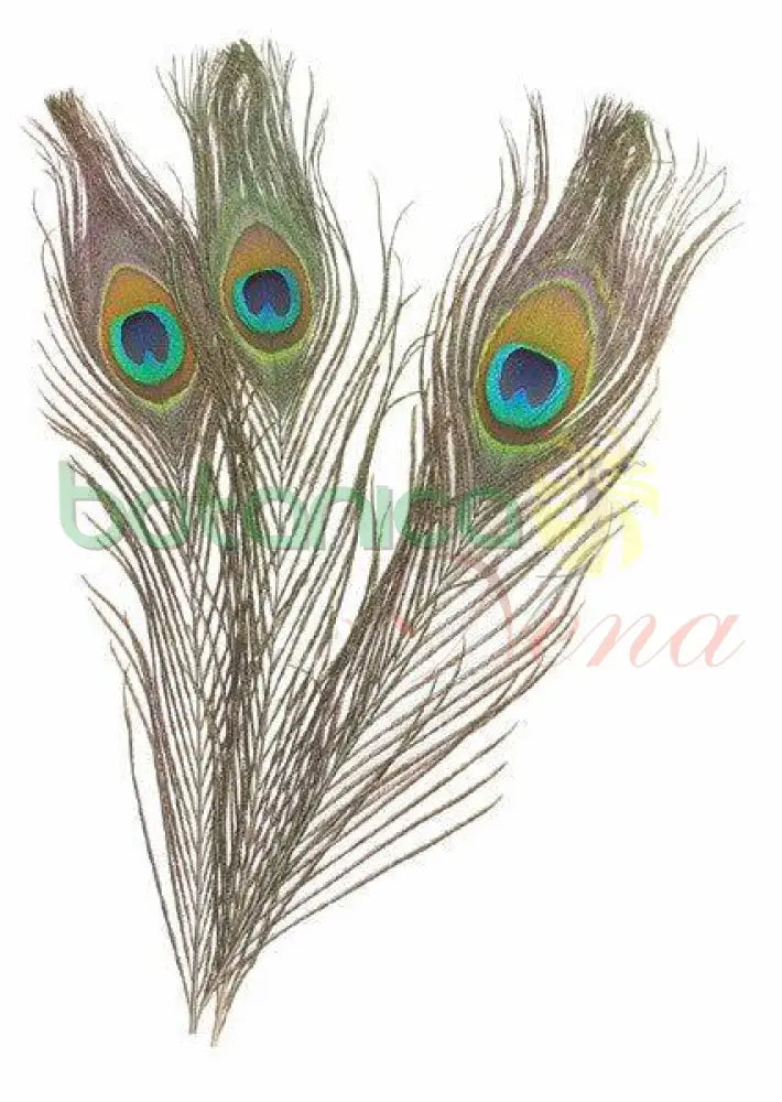 Natural Peacock Feathers With Big Natural Ayes. (Pluma de Pavo Real) grande 30" A 35" por 3 - Botanica Nena
