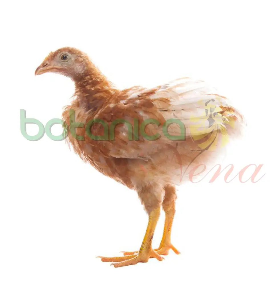 Pollo Elewa - Botanica Nena