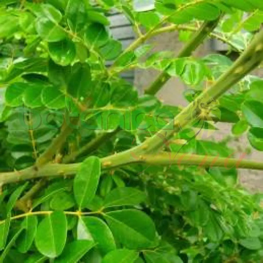 Fresh Curse Remover (Quita Maldición) - Botanica Nena