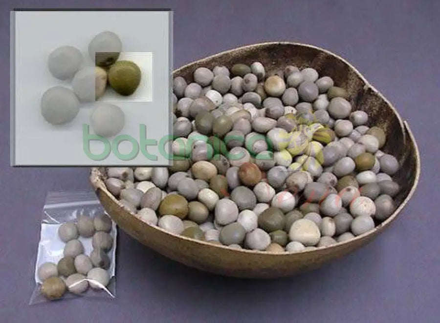 Quitamaldicion (guacalote) Semilla 1 - Botanica Nena