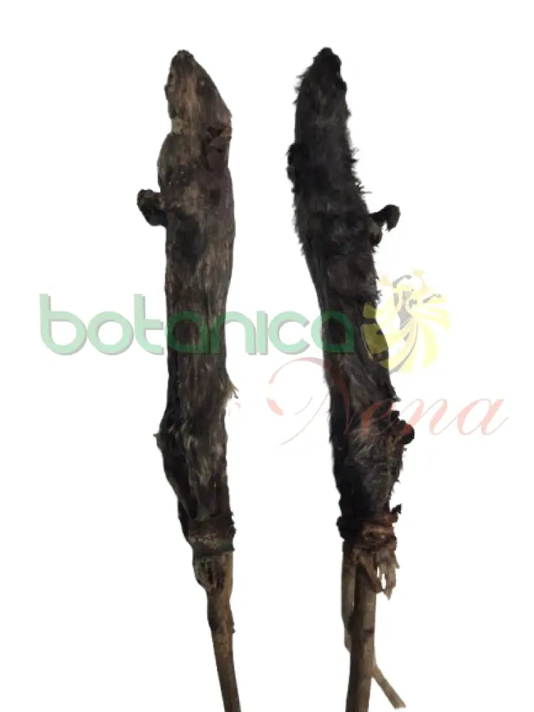 Rata Nigeriana Ahumanda / Iku Ifa Smoked / Eku Ifa Smoked