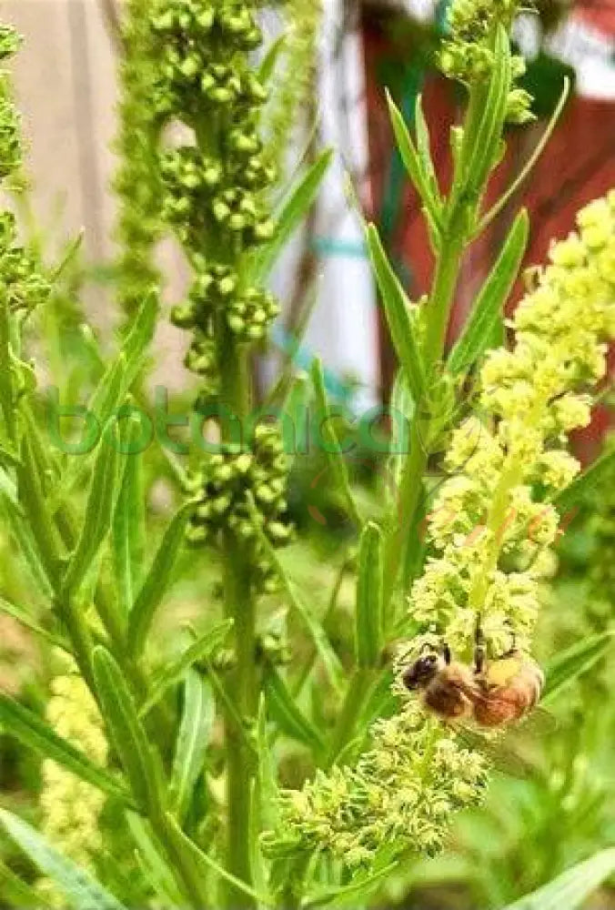 Fresh Resedad - Botanica Nena