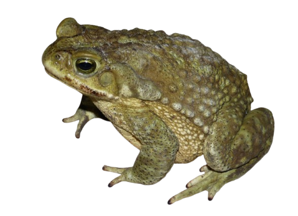 Sapo Congelado