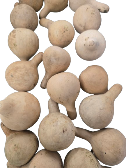 Calabaza en forma de pera 1 und