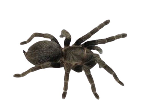 Tarantula Congelada