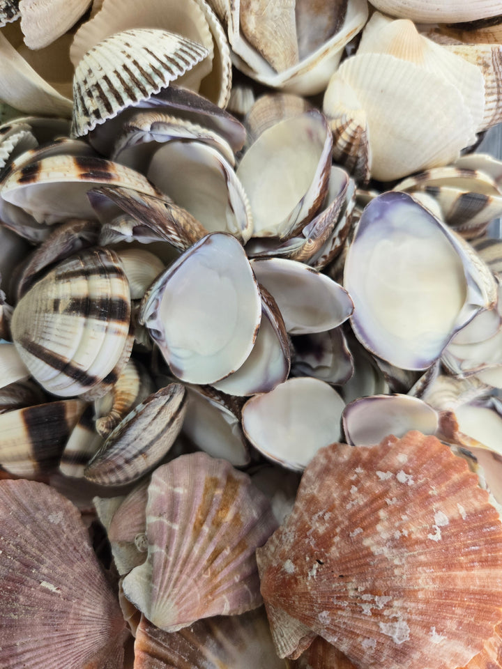 Concha Marina Mediana