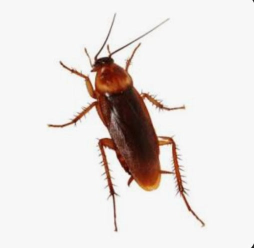 Cucaracha Congelada