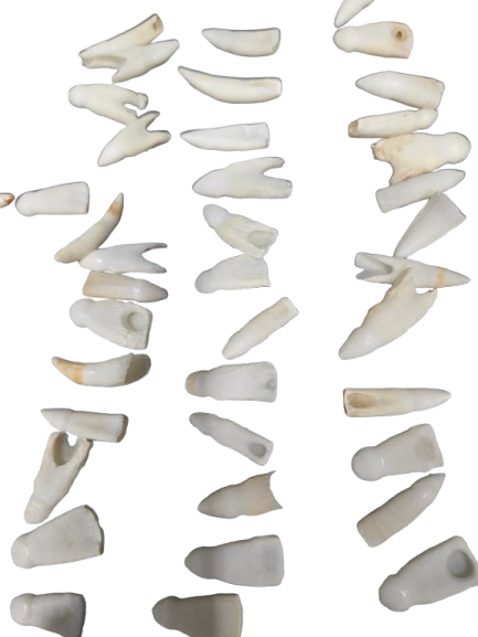 Colmillo Cocodrilo - Botanica Nena