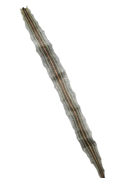 Piel de Serpiente / Culebra (Maja) - Botanica Nena