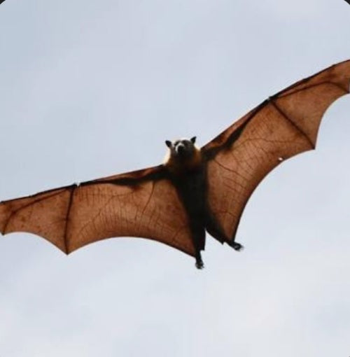 BAT (Murcielago congelado)