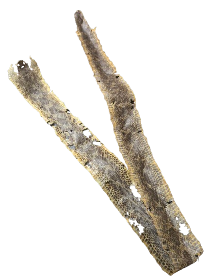 Piel de Serpiente / Culebra (Maja)