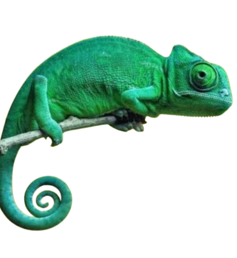 Chameleon - Camaleon Congelado