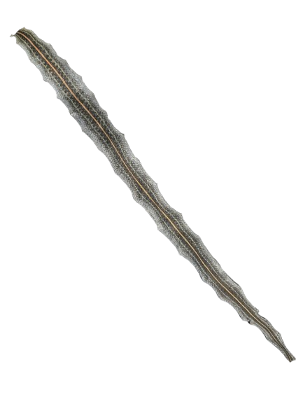 Piel de Serpiente / Culebra (Maja) - Botanica Nena