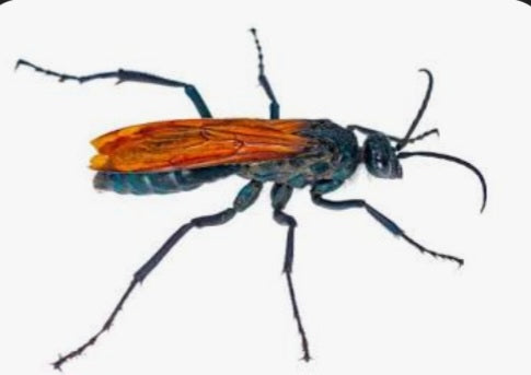 Taranturala Hawk (Caballito del Diablo) Congelado