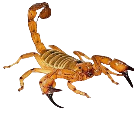 Alacran Congelado