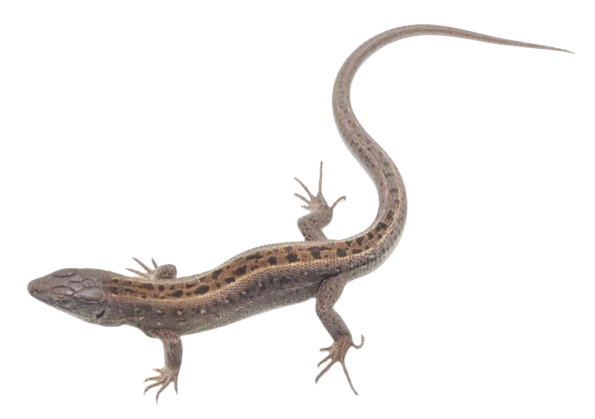 Lagarto pequeño Congelado