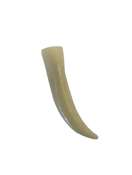 Colmillo Africano 1.8"Alto - Botanica Nena